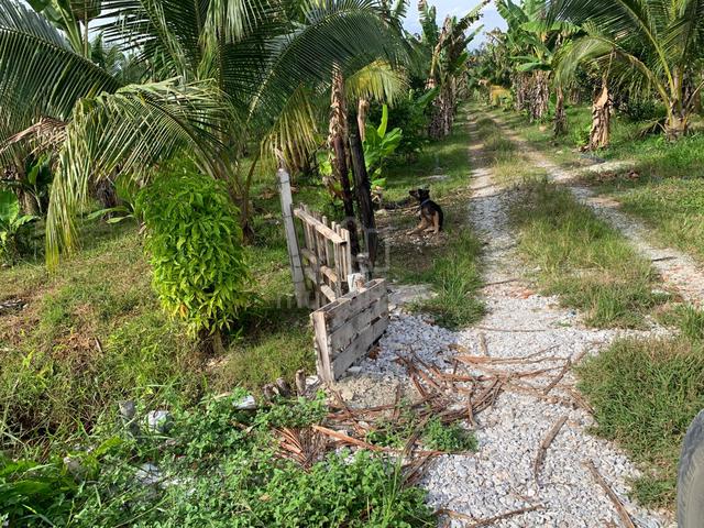 14 Acres Freehold Agricultural Land For Sale at Teluk Intan Perak 1