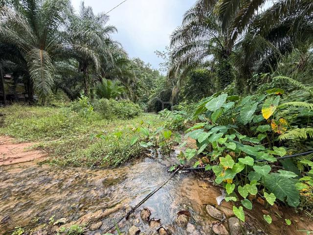 Sik Sungai Sok Tanah Pokok Getah, Pokok Sawit Untuk Jual 1
