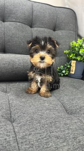 Pure Breed Yorkshire Terrier (F) 纯种约克夏 女生 - photo 4 of 4