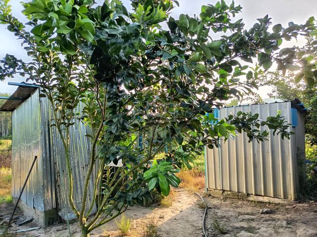 Freehold harvesting agro-tourism orchard farm 5