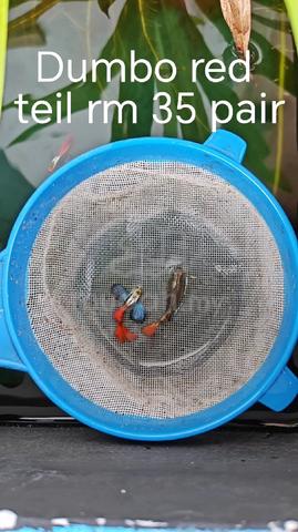 Carousel Image
