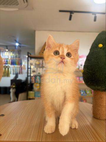 BSH Non-Standard Munchkin - photo 6 of 6