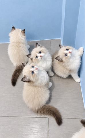 Ragdoll - photo 4 of 4