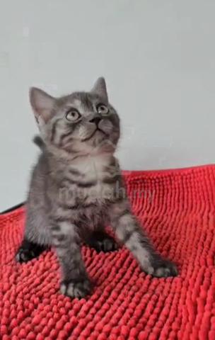 Bsh British Shorthair Male Kitten Rare Color Pets For Sale In Sungai