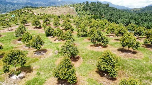 [Freehold] 9 Ekar Kebun Durian Musang King Di Gambang - Usia 3.5 Tahun 1