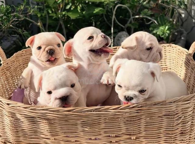 FRENCH BULLDOG PUPPIES VIP839🌻 Boy-Girl Cream - photo 2 of 4