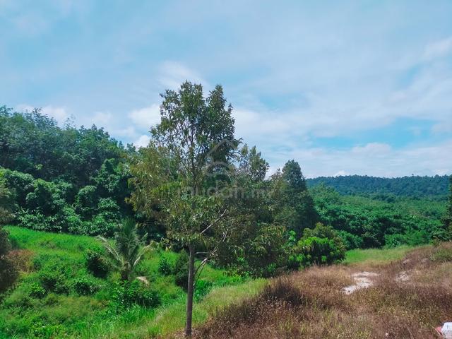 Lenggong Ayer Karah Durian Land 2