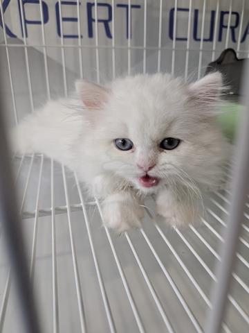Mr DOMESTIC SHORTHAIR Kucing Import Pure Breed - photo 2 of 2