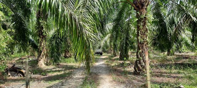 Kebun Sawit Tepi Jalan di Sungai Siput 1