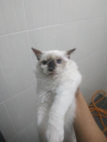 kucing siam bulu lebat - Pets for sale in Kulim, Kedah