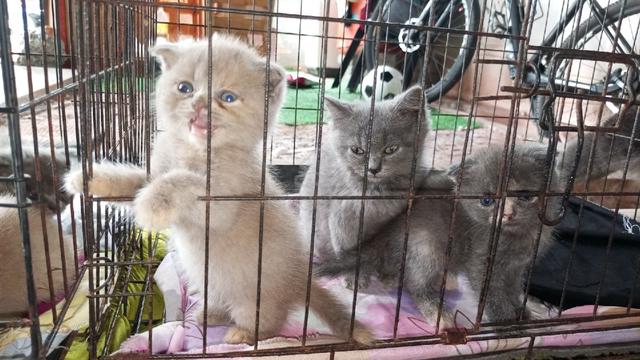 bsh Scottish  - photo 3 of 4