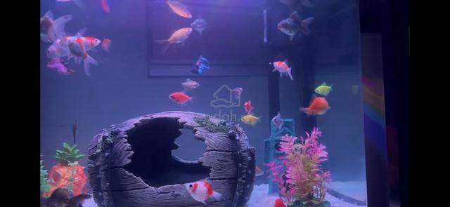 Ikan Common dan Comet Goldfish 7 ekor🐠🐟 - photo 5 of 6