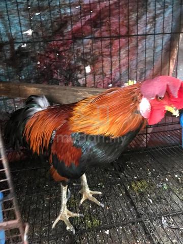 ayam hutan - photo 2 of 5