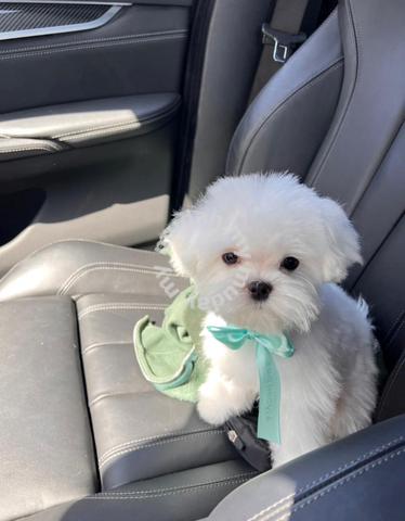 Baby shop maltese poodle