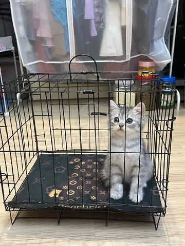 Bsh Mix Persian - photo 4 of 6