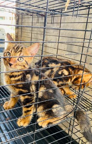 Bengal Marble - photo 5 of 6
