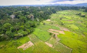 Agriculture Land For Sale At Kuala Langat 1