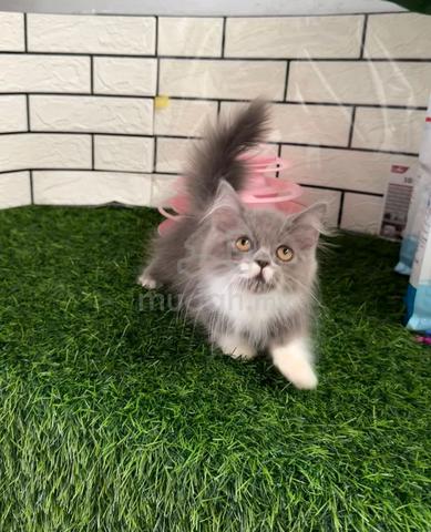 Kucing kaki pendek - photo 4 of 5