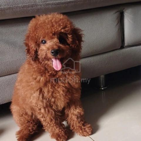Jual mini poodle outlet