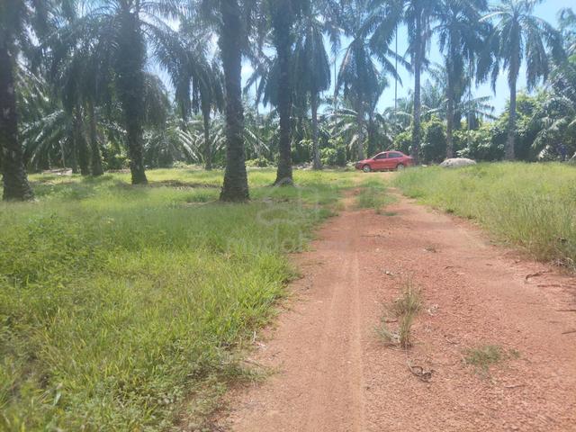 Tanah Sawit Rompin Non Bumi Lot 1