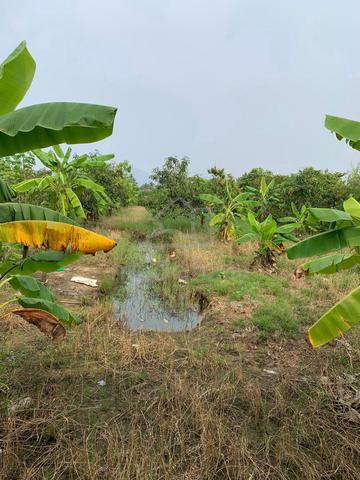 Tanah Kebun Harumanis Di Jalan Alor Sena - Padang Melangit, Perlis 1