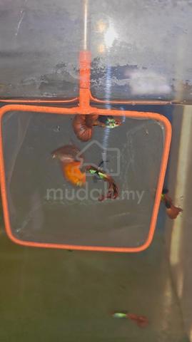 Carousel Image