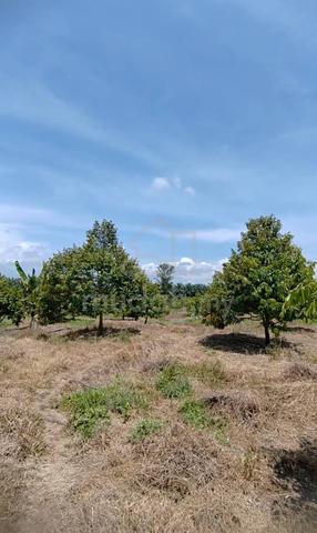 Durian Orchard in Raub 19 acres 1