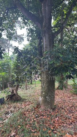 Selangor Bukit Kapar Agricultural Freehold Land For Sale 1