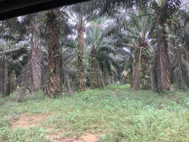 TANAH Tepi Hyway / FreeHold 1123ACRE Untuk Pembangunan 5