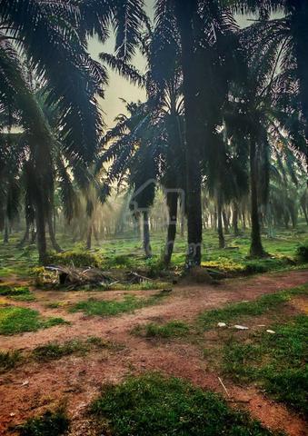 Linggi Agricultural Lot With Oil Palm Trees Port Dickson 1
