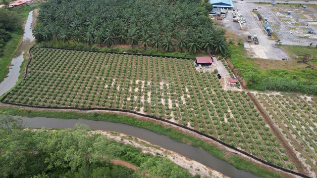 Sungai Pelek Sepang Agriculture Land (Dragon Fruit & Palm Trees) 1