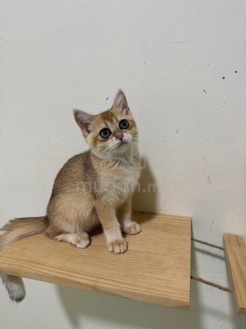 bsh golden - photo 2 of 3