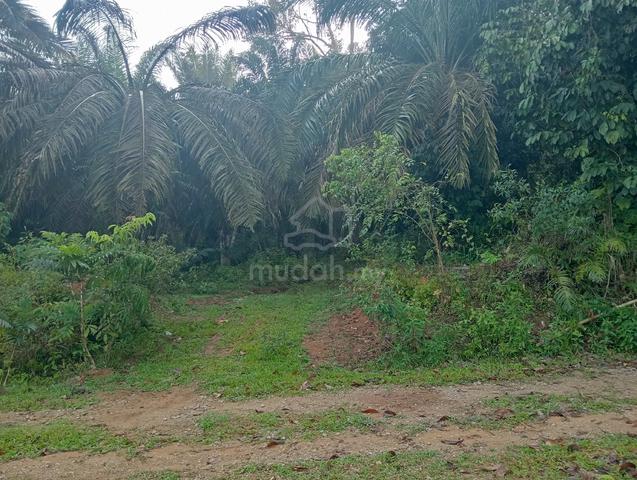 Tanah pertanian untuk dijual 1