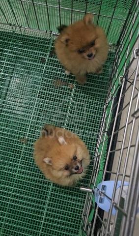 Tiny Pomeranian - photo 4 of 6