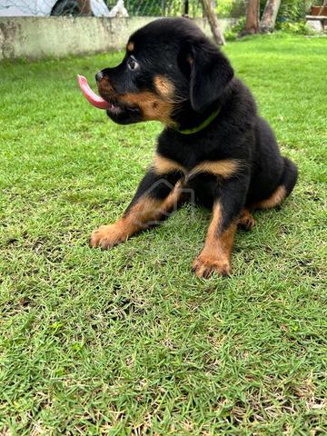 Rottweiler puppies 🐶🐾 - photo 4 of 4