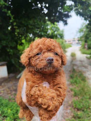 Carousel Image Selected