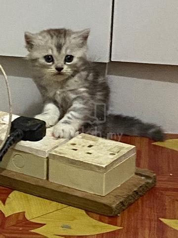 kucing baka DLH - photo 3 of 5