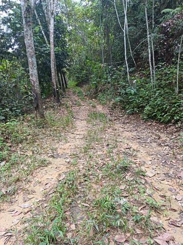 Gerik agriculture land (rubber) 1