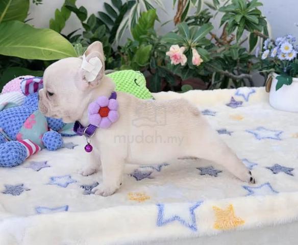 FRENCH BULLDOG PUPPIES VIP811 🌻 Boy-Girl Cream - photo 2 of 3