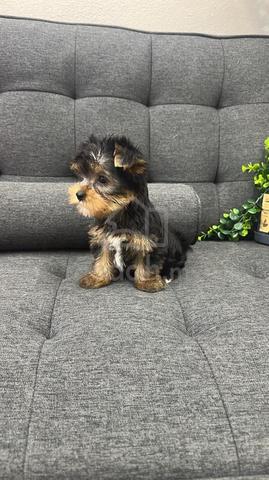 约克夏女
Yorkie
Female
LF-1
Dob : 16-08-26 - photo 2 of 3