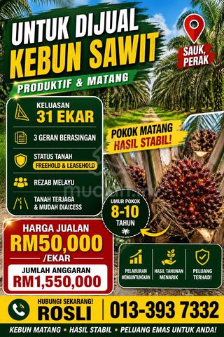 31 Ekar Sawit Premium Di Sauk Perak 1