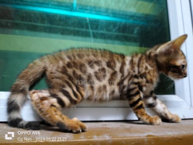 Kucing Bengal Rosette - Pets for sale in Kota Bharu, Kelantan