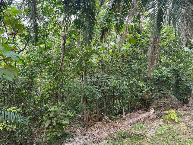 Tanah Pertanian MCL | Harga Bawah Nilai Bank | Alor Gajah Melaka 1