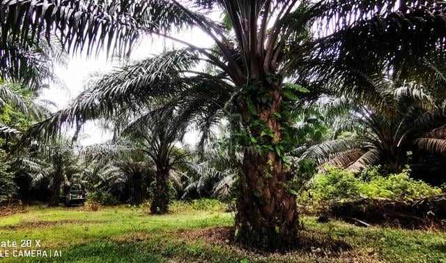 Kebun Sawit 5 rlg 1