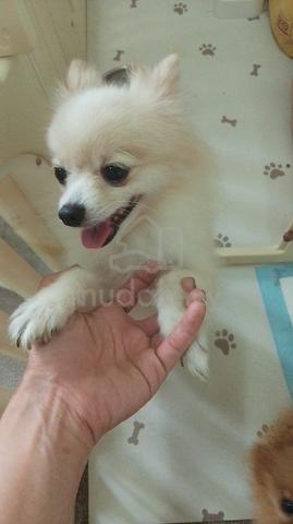 Pomeranian for sale - photo 4 of 6