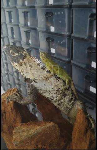Iguana  - photo 2 of 2