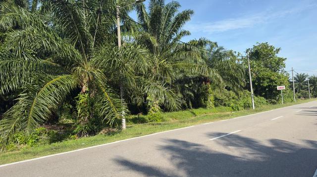 Tanah Kebun Sawit Tepi Jalan Utama utk Dijual 1