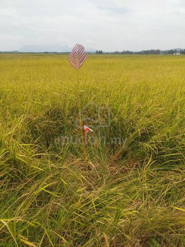 tanah di permatang tok jaya 1