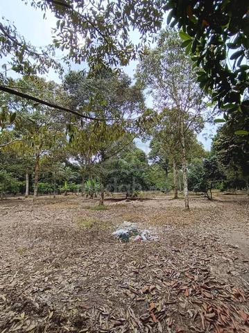 TANAMAN DURIAN READY Tanah Pertanian Non Bumi Mukim Api api Pontian 3