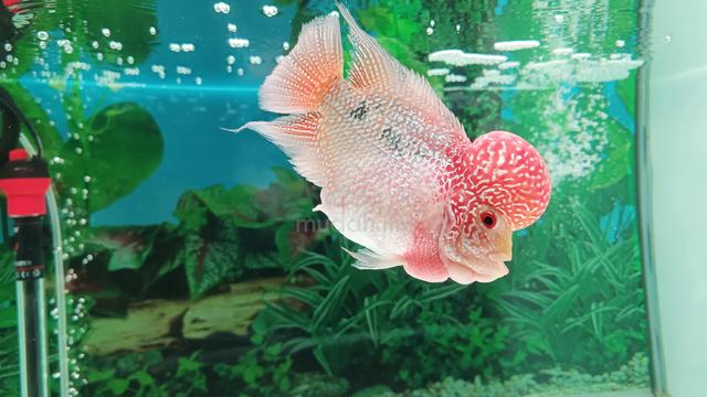 flowerhorn kamfa 2 tone - photo 6 of 6